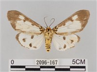 藏品(長斑擬燈蛾)的圖片