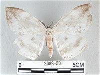 藏品(圓翅大鉤蛾)的圖片