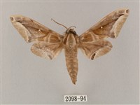 藏品(白點天蛾 )的圖片