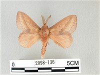 藏品(淡紋斜帶枯葉蛾)的圖片