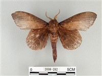 藏品(松大毛蟲)的圖片