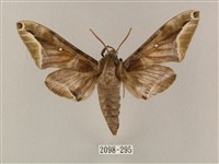 藏品(白點天蛾 )的圖片