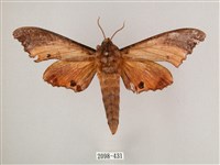 藏品(黑角六點天蛾)的圖片