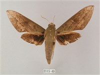 藏品(間斷斜紋天蛾)的圖片