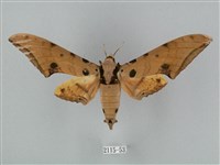藏品(裂斑鷹翅天蛾)的圖片