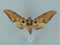 藏品(裂斑鷹翅天蛾)的圖片