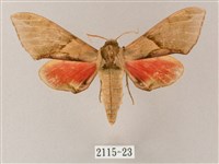 藏品(榆綠天蛾)的圖片