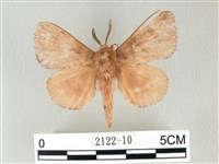 藏品(馬尾松枯葉蛾)的圖片