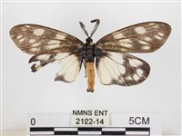 藏品(蓬萊茶斑蛾)的圖片