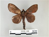 藏品(黃斑枯葉蛾)的圖片