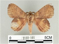 藏品(黃斑枯葉蛾)的圖片