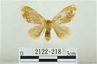 藏品(黑翅黃毒蛾)的圖片