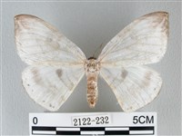 藏品(圓翅大鉤蛾)的圖片