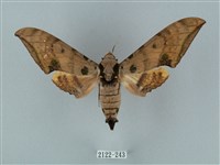 藏品(裂斑鷹翅天蛾)的圖片