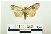 藏品(白斑散紋夜蛾)的圖片