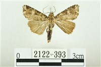 藏品(白斑散紋夜蛾)的圖片