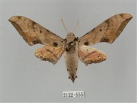 藏品(廣東鷹翅天蛾)的圖片