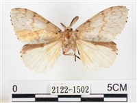 藏品(木毒蛾)的圖片