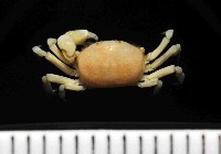 藏品(雙齒豆蟹)的圖片