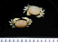 藏品(雙齒豆蟹)的圖片