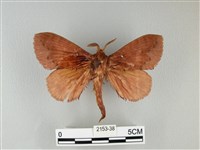 藏品(波紋枯葉蛾)的圖片