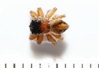 藏品(安德遜蠅虎)的圖片