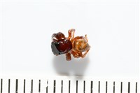 藏品(安德遜蠅虎)的圖片