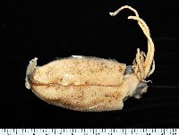 藏品(小頭魷魚)的圖片