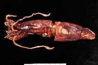 藏品(奇妙帆魷)的圖片