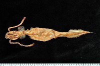 藏品(孔雀魷)的圖片