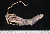 藏品(珠雞帆魷)的圖片