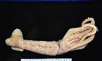 藏品(夏威夷雙柔魚)的圖片