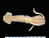 藏品(短柔魚)的圖片