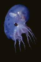 藏品(水試盧氏面蛸)的圖片