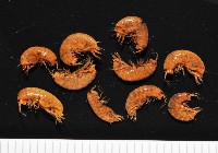 藏品(鳳凰母布氏蝦)的圖片