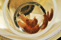 藏品(鳳凰母布氏蝦)的圖片