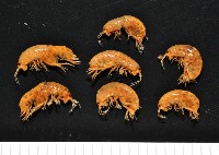 藏品(鳳凰母布氏蝦)的圖片