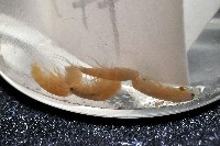 藏品(鳳凰母布氏蝦)的圖片