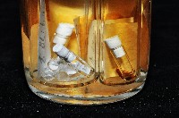 藏品(鳳凰母布氏蝦)的圖片