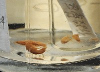 藏品(鳳凰母布氏蝦)的圖片