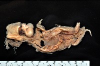 藏品(水孔蛸之一種)的圖片