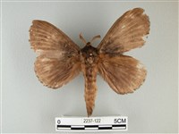 藏品(波紋枯葉蛾)的圖片