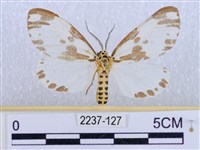 藏品(後凸蝶燈蛾)的圖片