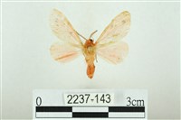 藏品(三條橙燈蛾)的圖片