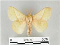 藏品(青枯葉蛾)的圖片