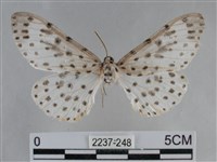 藏品(大胡麻斑星尺蛾)的圖片