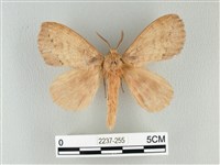 藏品(波紋枯葉蛾)的圖片