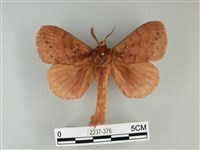 藏品(波紋枯葉蛾)的圖片