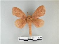 藏品(波紋枯葉蛾)的圖片