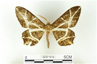 藏品(樹形尺蛾)的圖片